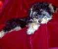 Yorkiepoo puppies for sale