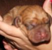 Bloodhound puppies for sale