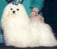 Maltese puppies for sale 