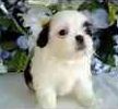 Shih Tzu puppies for sale
