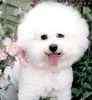 Bichon Frise puppies for sale