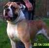 American Bulldog puppies for sale
