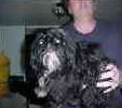 Shih Tzu puppies for sale