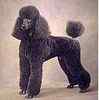 Standard Poodle puppies