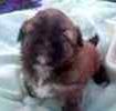 Shih Tzu puppies for sale