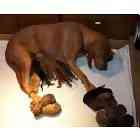 bloodhound puppies for sale