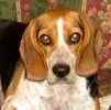 Beagle puppies for sale