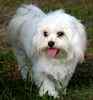 Maltese puppies for sale 