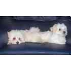 Maltese puppies