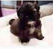 Shih Tzu puppies for sale