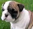 English Bulldog puppies for sale