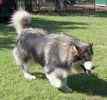 Alaskan Malamute puppies for sale