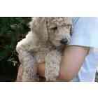 Standard Poodle puppies