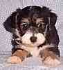 Yorkiepoo puppies for sale