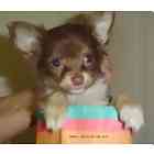 Chihuahua puppies