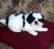 Shih Tzu puppies for sale
