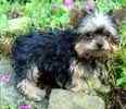 Yorkiepoo puppies for sale