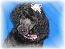 Standard Poodle puppies