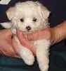 Maltese puppies for sale 
