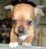 Chihuahua puppies
