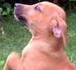 Black Mouth Cur puppies for sale