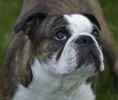 English Bulldog puppies for sale 