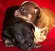 Chihuahua puppies for sale