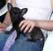 Chihuahua puppies for sale
