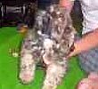 Shih Tzu puppies for sale