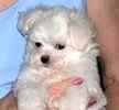 Maltese puppies for sale 