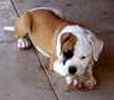 American Bulldog puppies for sale