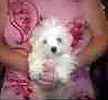 Maltese puppies for sale 