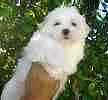 Maltese puppies for sale 