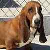 Basset Hound puppies for sale