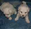 Maltese puppies for sale 