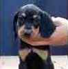 Black & Tan Coonhound puppies for sale