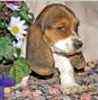 Basset Hound puppies for sale