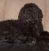 Australian Labradoodle puppies for sale