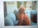 Standard Poodle puppies