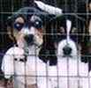 Beag;e puppies for sale 