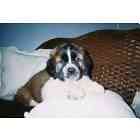 Saint Bernard puppies for sale