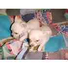 Chihuahua puppies