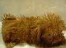 Shih Tzu puppies for sale