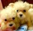 Maltese puppies for sale