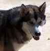 Alaskan Malamute puppies for sale