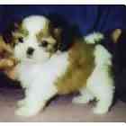 Shih Tzu puppies for sale