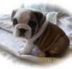 English Bulldog puppies for sale
