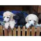 Standard Poodle puppies