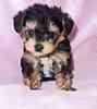 Yorkiepoo puppies for sale