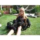 Standard Poodle puppies